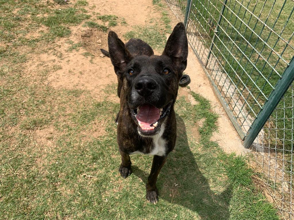 Perro macho joven en adopción