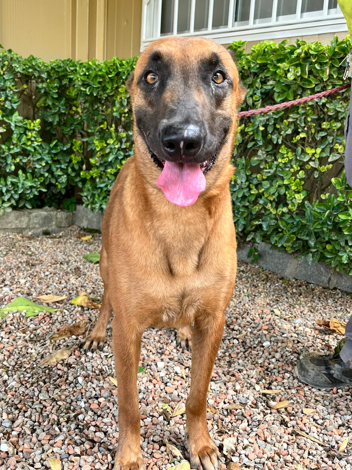 Hembra de Pastor Belga en adopción