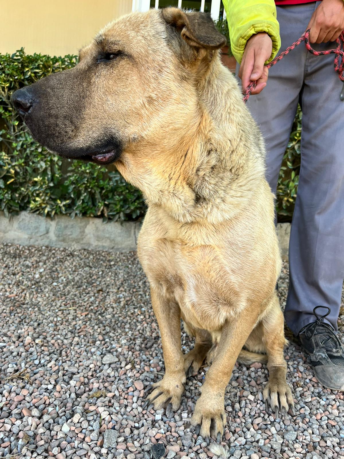perro joven en adopción