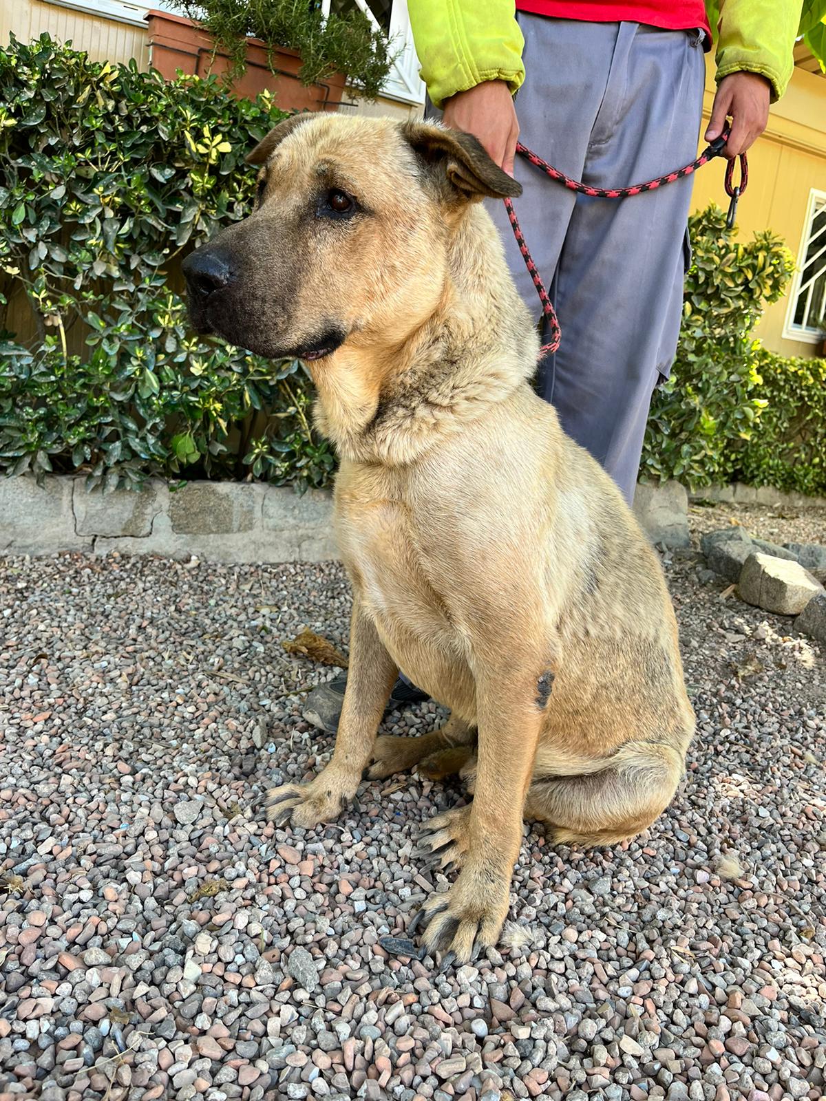 perro joven en adopción