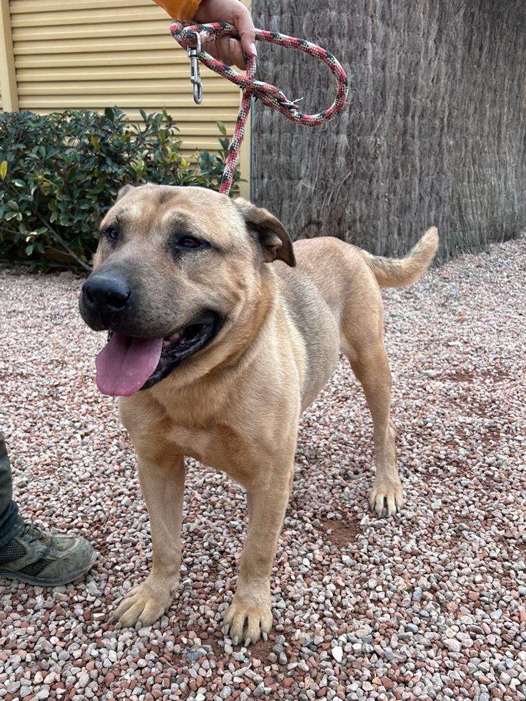 perro joven en adopción