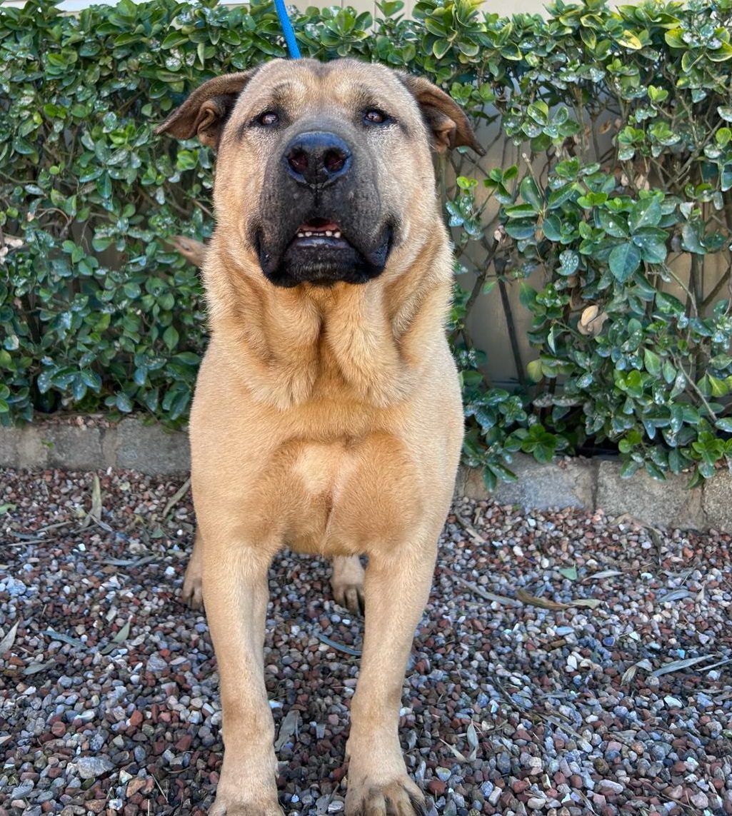 perro joven en adopción