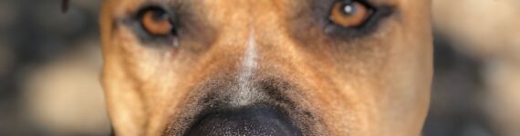 Pitbull joven en adopción