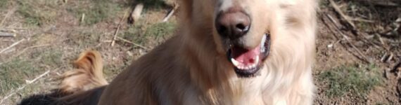 Perro Golden Retriever en adopción