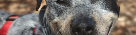 Perro joven mestizo en adopción