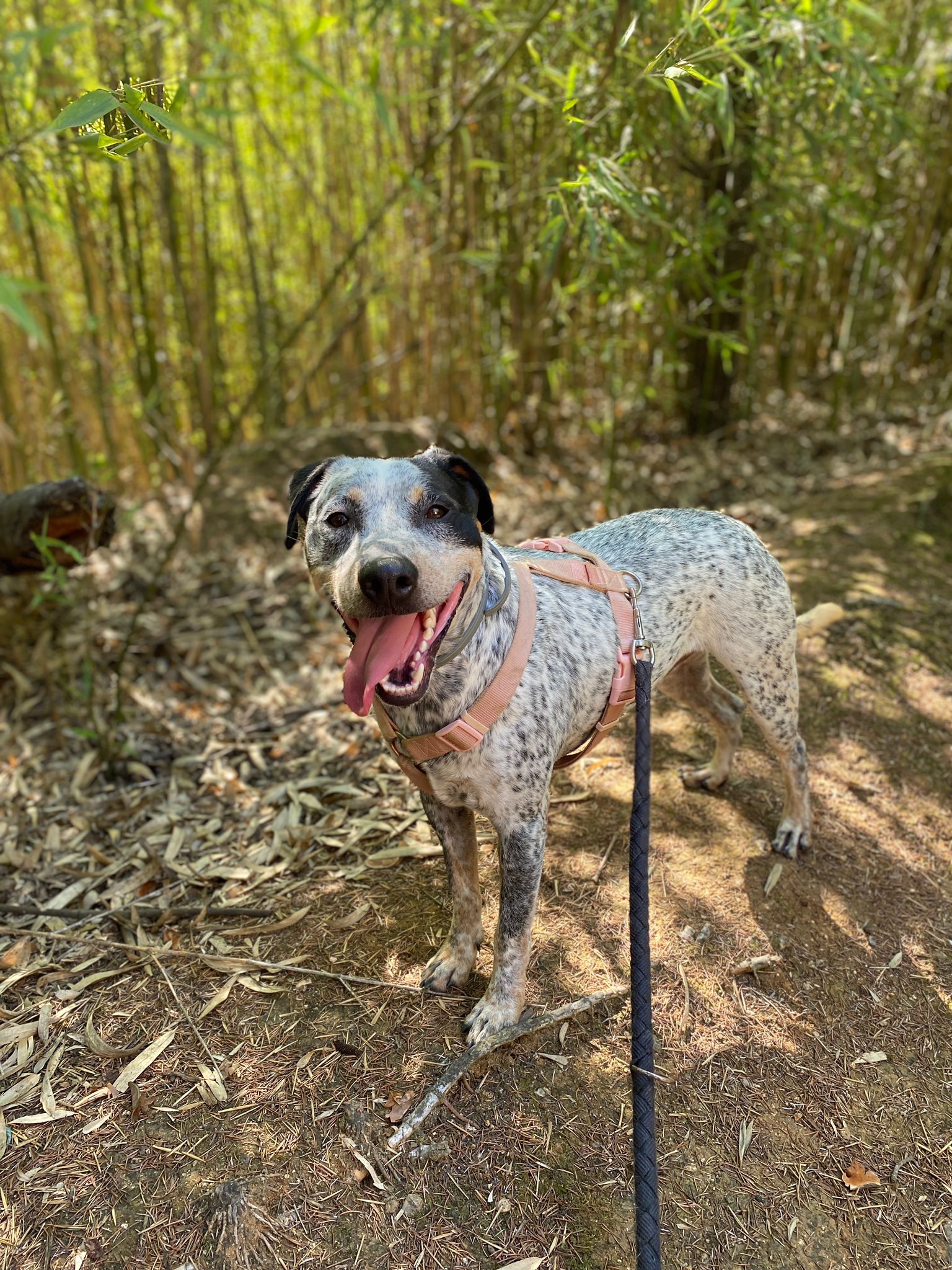Perro joven mestizo en adopción