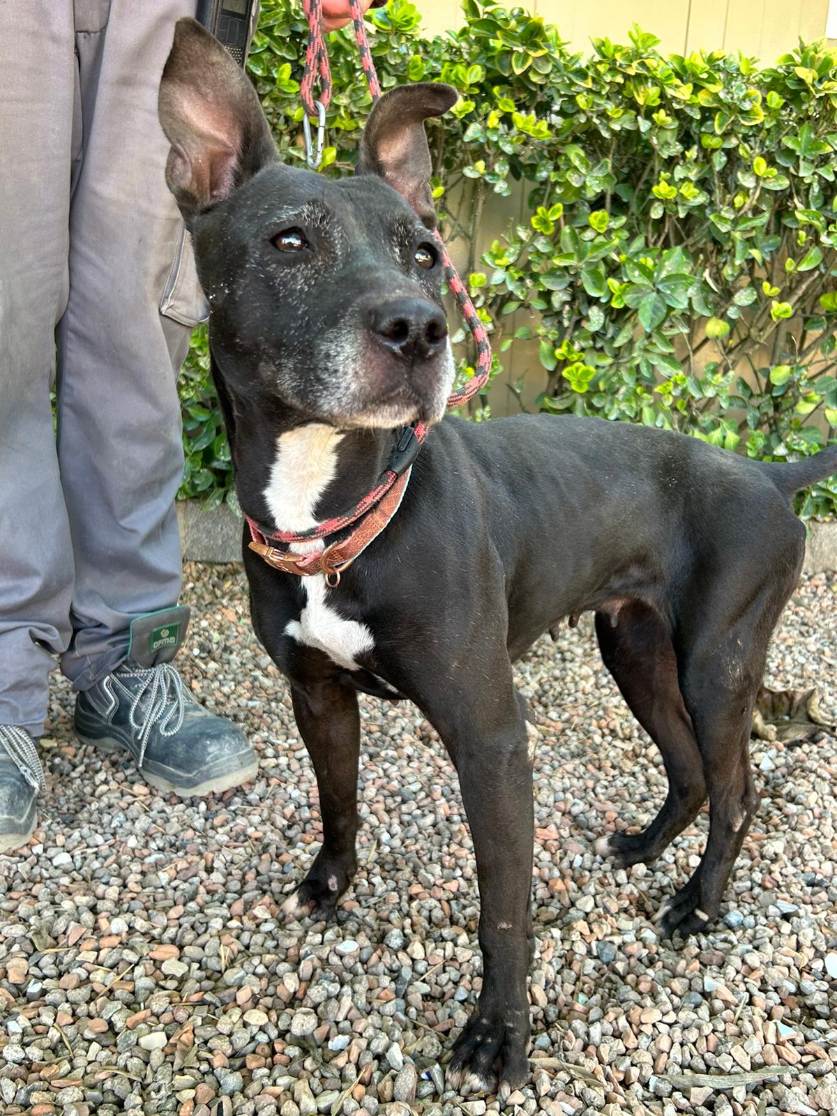 Perro adulto Pitbull en adopción