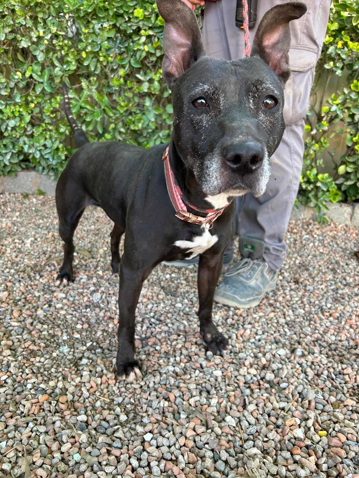 Perro adulto Pitbull en adopción