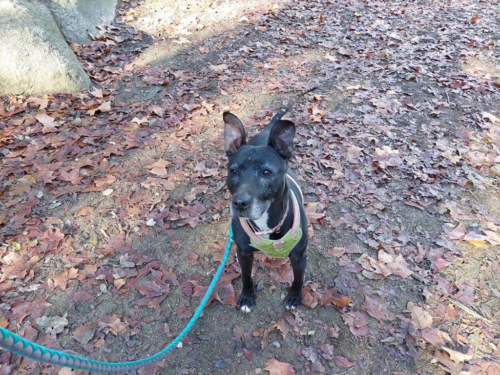Perro adulto Pitbull en adopción