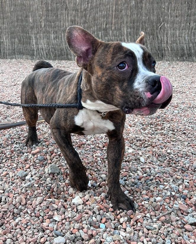 Perro joven American Bulli adopción