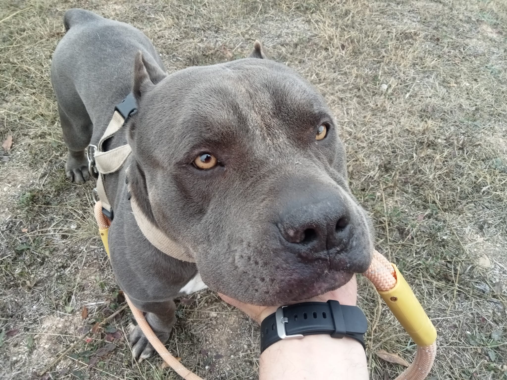 Perro American Bulli en adopción