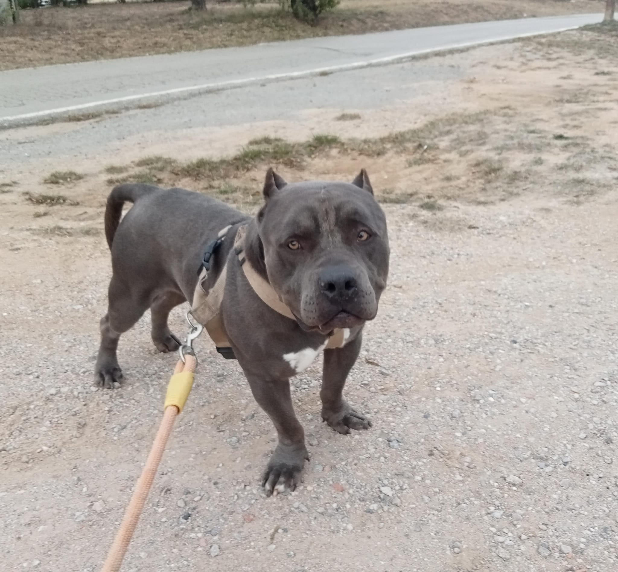 Perro American Bulli en adopción