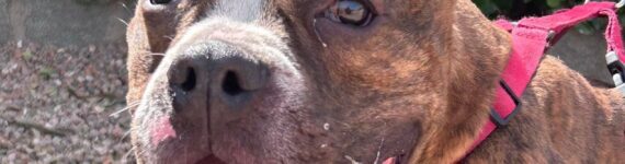 Perro joven American Bulli adopción