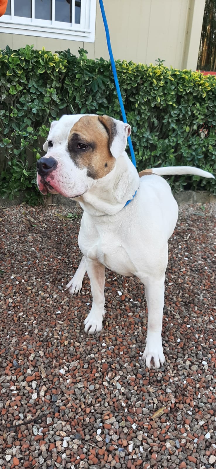 Perro joven American Staffordshire adopción