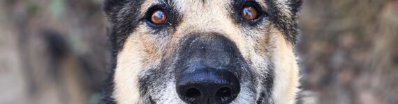 Perro pastor adulto en adopción