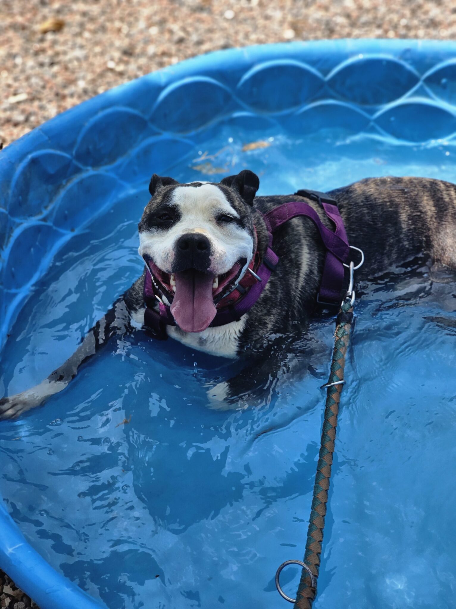 Perro pitbull en adopción