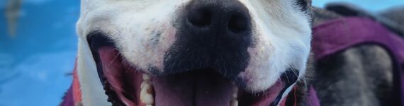 Perro pitbull en adopción