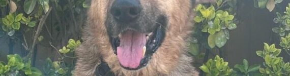 Cruce de pastor aleman en adopción