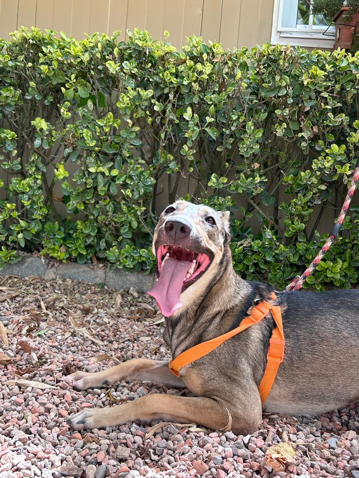 perro joven en adopción