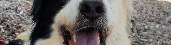 Panda -adoptar cruce de mastín blanco