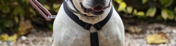 adoptar-perro-cruce-pitbull-grande-con-manchas