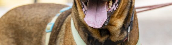 caronte-adoptar-perro-mestizo-grande-marron