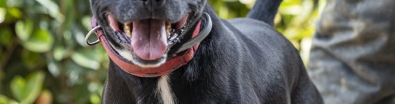 adoptar-perro-grande-negro