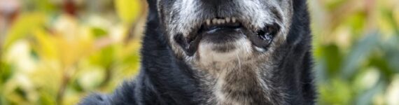 anacardo-adoptar-perro-mestizo-grande-negro