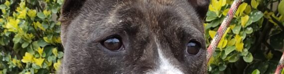 adoptar-perro-pitbull-mediano-atigrado