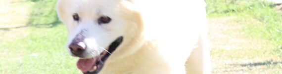 adoptar-perro-akita-inu-pequeño-blanco