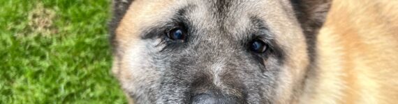 adoptar perro akita inu