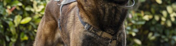 Adoptar perro cruce Malinois