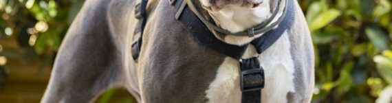 Adoptar perro cruce American Bully