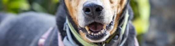 Adoptar perro mestizo negro y marrón