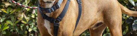 adoptar-perro-cruce-labrador-color-canela