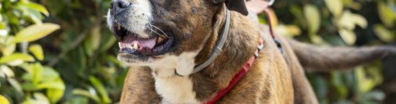 adoptar-perro-grande-atigrado