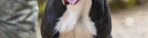 adoptar-perro-cruce-pitbull-negra