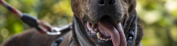 adoptar perro cruce atigrado