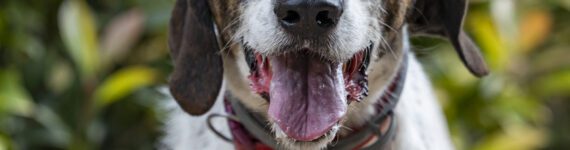 adoptar perro cruce setter