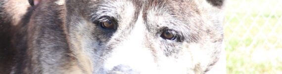 adoptar perro akita inu