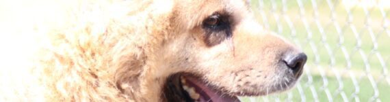 adoptar perro akita inu - Help guau