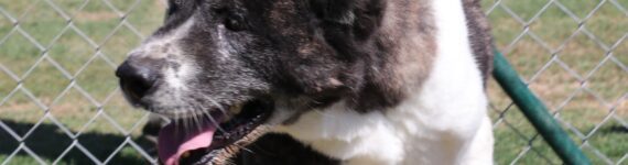 adoptar perro akita inu