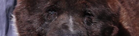 adoptar perro akita inu