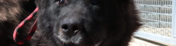 adoptar perro akita inu