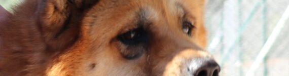 adoptar perro akita inu