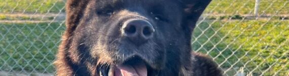 adoptar perro akita inu