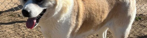 adoptar perro akita inu