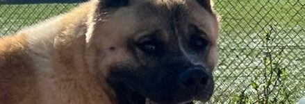 adoptar perro akita inu