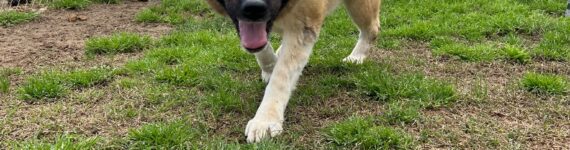 adoptar perro akita inu