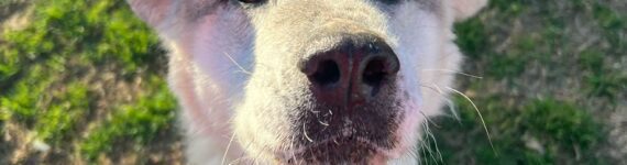 adoptar perro akita inu